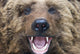 Bear Closeup