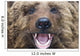 Bear Closeup