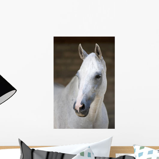Pferd Schimmel Wall Mural
