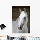 Pferd Schimmel Wall Mural