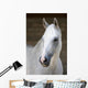 Pferd Schimmel Wall Mural