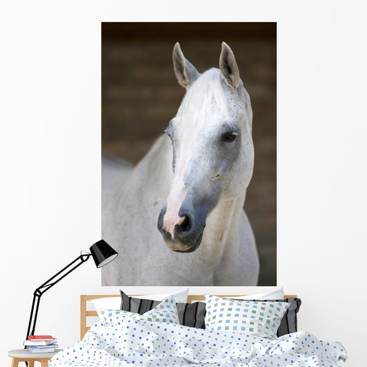 Pferd Schimmel Wall Mural