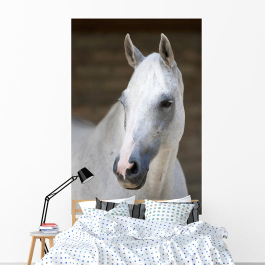 Pferd Schimmel Wall Mural