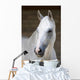Pferd Schimmel Wall Mural