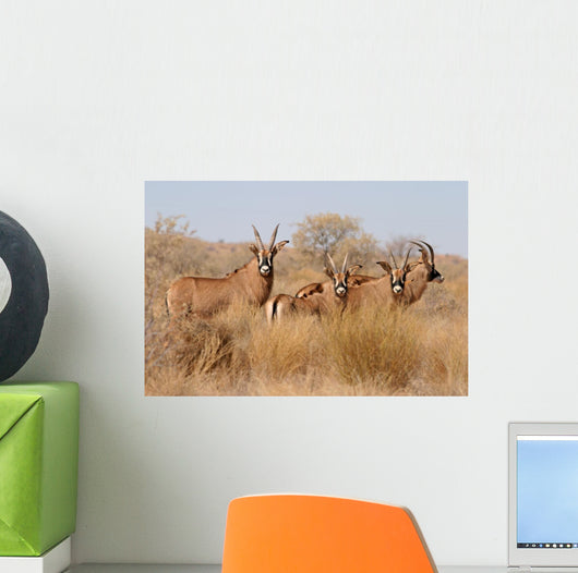Roan Antelopes Wall Mural