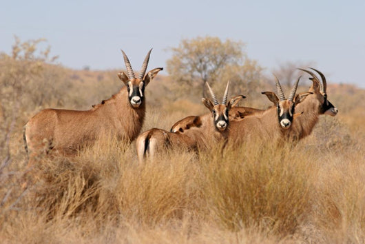 Roan Antelopes Wall Mural