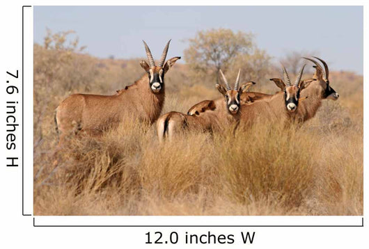 Roan Antelopes Wall Mural