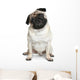 Funny Pug Puppy Sitting on White Background Wall Decal