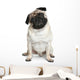 Funny Pug Puppy Sitting on White Background Wall Decal