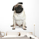 Funny Pug Puppy Sitting on White Background Wall Decal