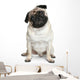 Funny Pug Puppy Sitting on White Background Wall Decal