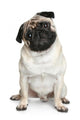 Funny Pug Puppy Sitting on White Background Wall Decal