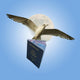 Bird Flying by Full Moon with American Passport Wall Mural