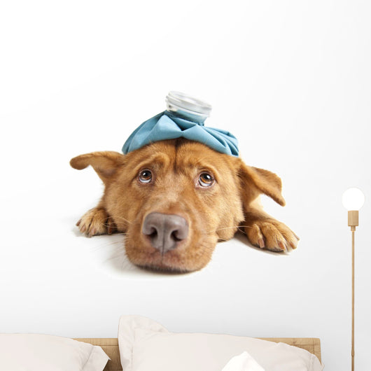 Sick Dog Wall Decal