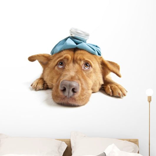 Sick Dog Wall Decal
