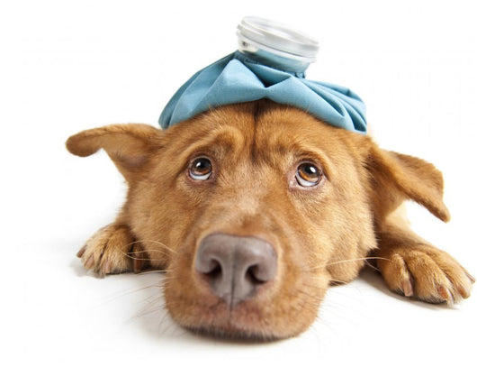 Sick Dog Wall Decal