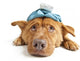 Sick Dog Wall Decal