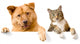 Dog and Cat above