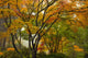 Canopy Japanese Maple Trees