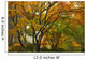 Canopy Japanese Maple Trees
