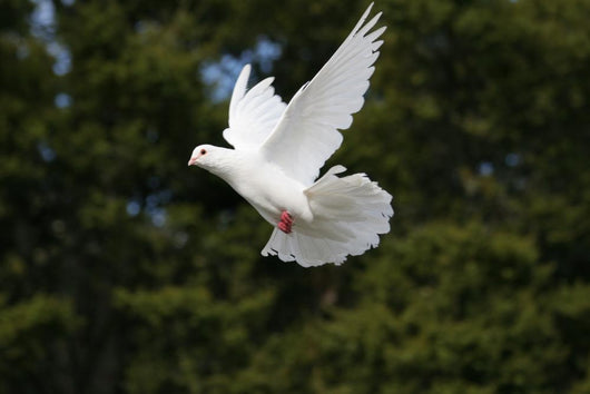 White Dove Flying Wall Mural