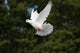 White Dove Flying Wall Mural