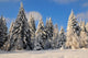 Winter forest landscape Schee Wall Mural