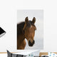 Horse Head Wall Mural