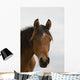 Horse Head Wall Mural