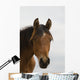 Horse Head Wall Mural