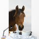 Horse Head Wall Mural