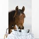 Horse Head Wall Mural
