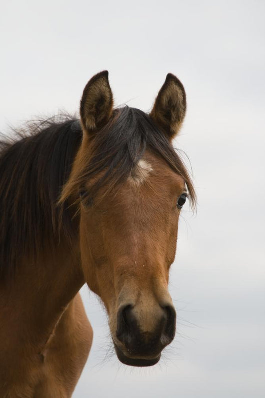 Horse Head Wall Mural
