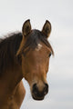 Horse Head Wall Mural