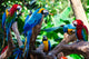 Group Parrots Wall Mural