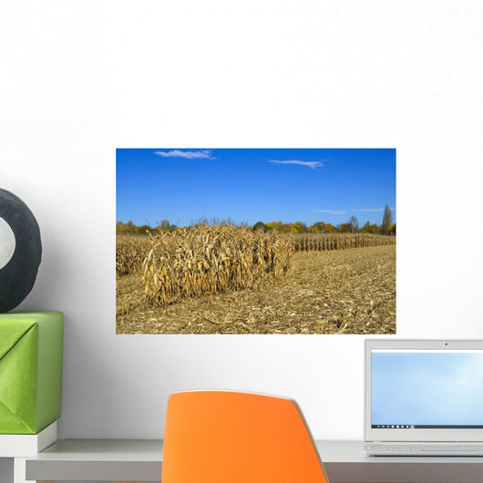 Corn Field Autumn