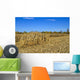 Corn Field Autumn