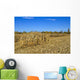 Corn Field Autumn