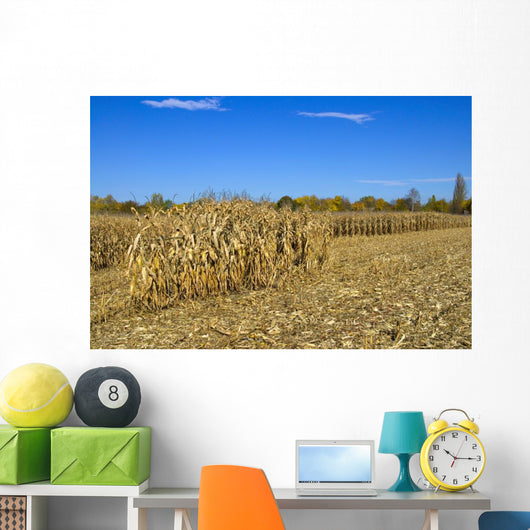 Corn Field Autumn