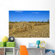 Corn Field Autumn