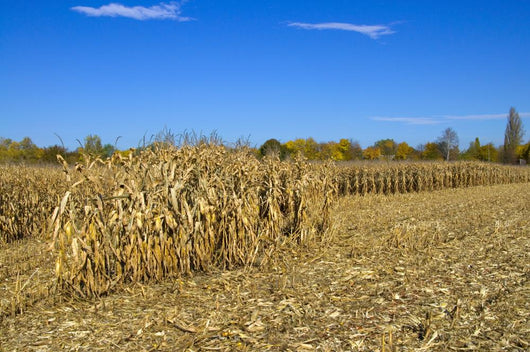 Corn Field Autumn