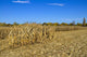 Corn Field Autumn