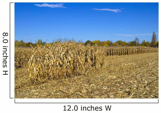 Corn Field Autumn