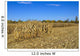 Corn Field Autumn