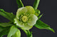 Lenten Roses