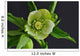 Lenten Roses