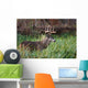 White-Tailed Deer Buck Wall Mural