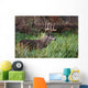 White-Tailed Deer Buck Wall Mural
