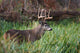 White-Tailed Deer Buck Wall Mural