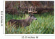 White-Tailed Deer Buck Wall Mural